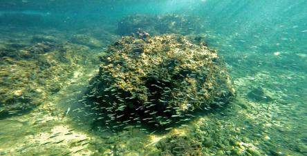 snorkeling in lebanon lazy b